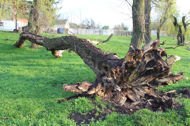 Un arbre qui est tomb&eacute; | Photo Premium